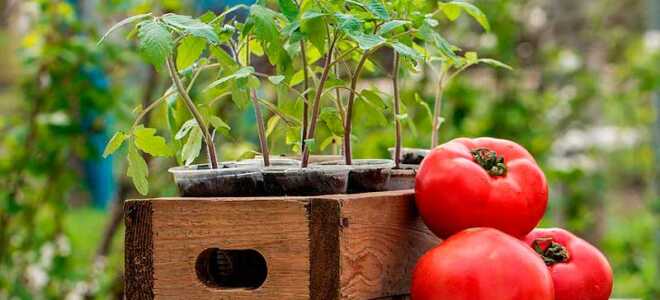 Когда сажать помидоры на рассаду в 2022 году: посев семян, выращивание и уход