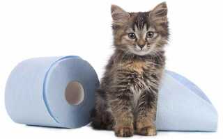 Понос у кота: причины и лечение в домашних условиях