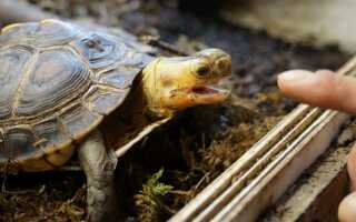 Террариум для сухопутной черепахи своими руками