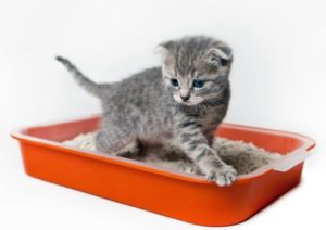 Как быстро приучить котенка к лотку: в квартире и с наполнителем