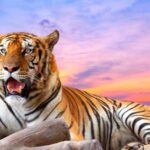 Гороскоп на 2019 год по году рождения Тигра