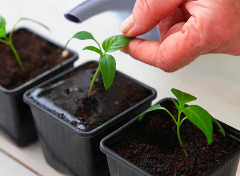 Посадка перца на рассаду в 2021 году: посев семян, выращивание и уход