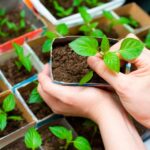 Посадка перца на рассаду в 2022 году: посев семян, выращивание и уход