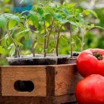 Когда сажать помидоры на рассаду в 2022 году: посев семян, выращивание и уход